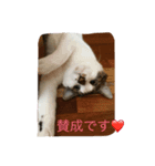 やんちゃ猫りんりん（個別スタンプ：8）