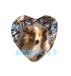 mydog4（個別スタンプ：1）