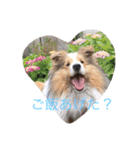 mydog4（個別スタンプ：2）