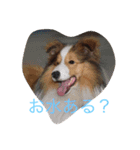 mydog4（個別スタンプ：3）