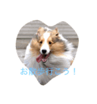 mydog4（個別スタンプ：4）