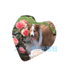 mydog4（個別スタンプ：6）
