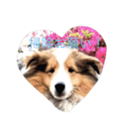 mydog4（個別スタンプ：7）