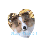 mydog4（個別スタンプ：9）