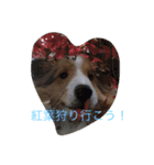 mydog4（個別スタンプ：10）