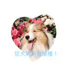 mydog4（個別スタンプ：11）