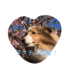 mydog4（個別スタンプ：12）