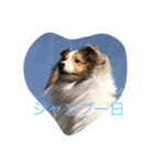 mydog4（個別スタンプ：13）