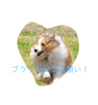 mydog4（個別スタンプ：14）