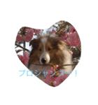 mydog4（個別スタンプ：15）