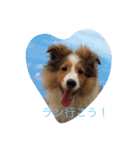 mydog4（個別スタンプ：16）
