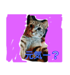 うちのニャンコくん（個別スタンプ：3）