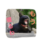 うちの猫は無表情（個別スタンプ：1）