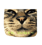 うちの猫は無表情（個別スタンプ：2）