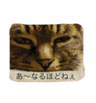 うちの猫は無表情（個別スタンプ：5）