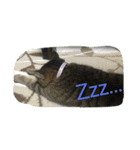 うちの猫は無表情（個別スタンプ：7）
