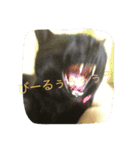 うちの猫は無表情（個別スタンプ：8）