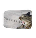 うちの猫は無表情（個別スタンプ：10）
