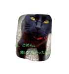 うちの猫は無表情（個別スタンプ：13）