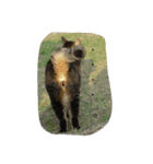 うちの猫は無表情（個別スタンプ：14）