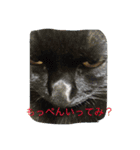 うちの猫は無表情（個別スタンプ：15）