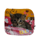 うちの猫は無表情（個別スタンプ：16）