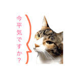 みゅうみゅうのペット可愛いワンニャンず3（個別スタンプ：3）