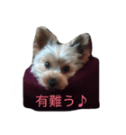 くららのご挨拶（個別スタンプ：5）