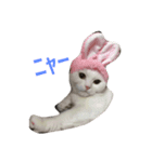 ニャイス（個別スタンプ：4）