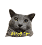 ニャイス（個別スタンプ：6）