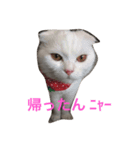 ニャイス（個別スタンプ：7）