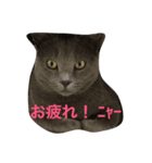 ニャイス（個別スタンプ：8）