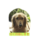 ぴょえ©家の蔵之介（個別スタンプ：3）