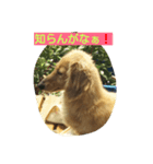 ぴょえ©家の蔵之介（個別スタンプ：7）