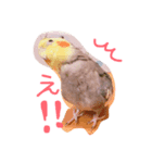 オカメインコのぴーちゃん（個別スタンプ：1）