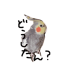 オカメインコのぴーちゃん（個別スタンプ：2）