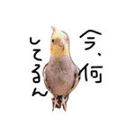 オカメインコのぴーちゃん（個別スタンプ：3）