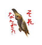 オカメインコのぴーちゃん（個別スタンプ：5）