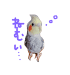 オカメインコのぴーちゃん（個別スタンプ：6）