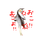 オカメインコのぴーちゃん（個別スタンプ：7）