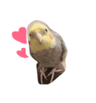 オカメインコのぴーちゃん（個別スタンプ：8）