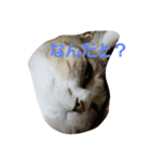 猫祭り（個別スタンプ：1）