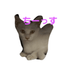 猫祭り（個別スタンプ：2）