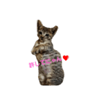 猫祭り（個別スタンプ：5）