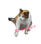 猫祭り（個別スタンプ：7）