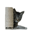 6にゃんにゃんず（個別スタンプ：3）