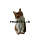 6にゃんにゃんず（個別スタンプ：5）