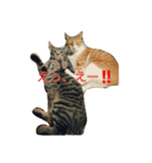 6にゃんにゃんず（個別スタンプ：7）