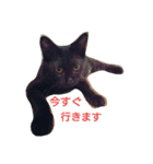 6にゃんにゃんず（個別スタンプ：10）