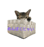 6にゃんにゃんず（個別スタンプ：13）